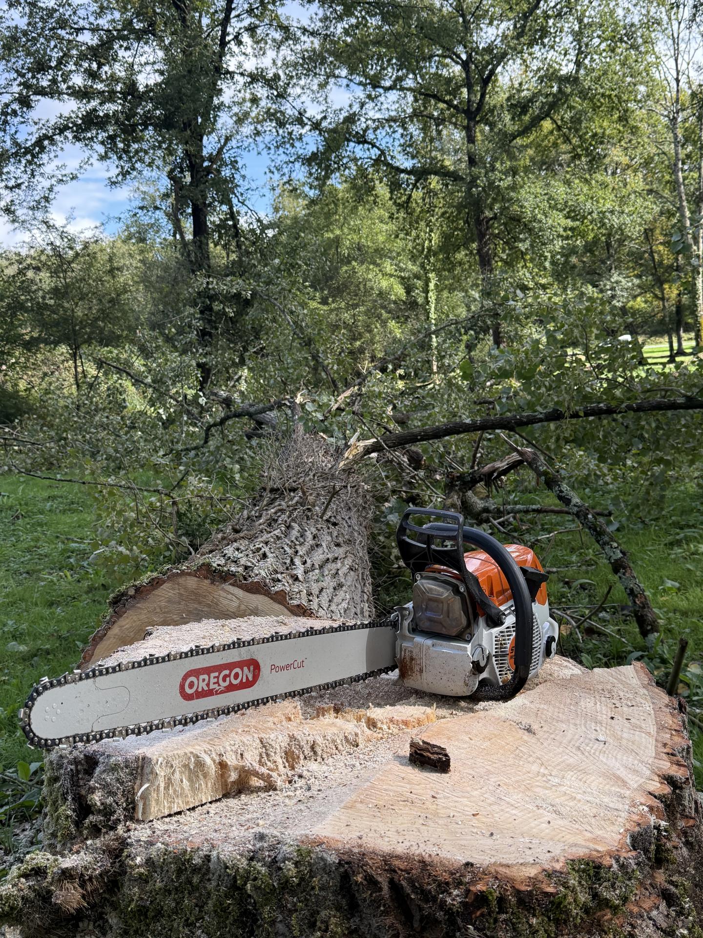 Machine Oregon pour abattage des arbres