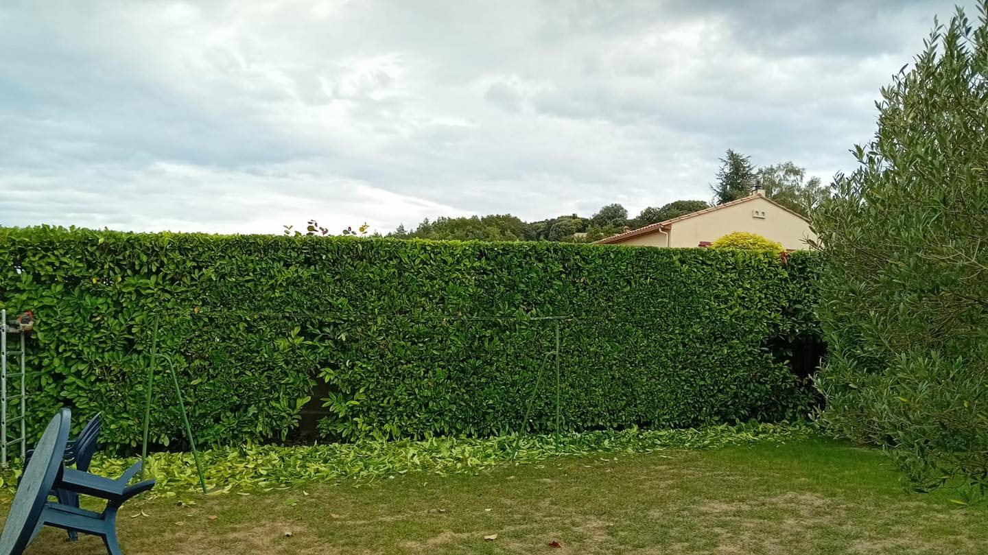 Mise en forme de haies persistantes